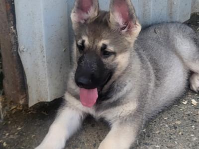 Eastern European Shepherd puppies for sale in Meath