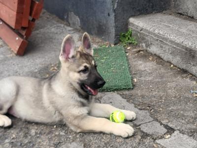 Eastern European Shepherd puppies for sale in Meath