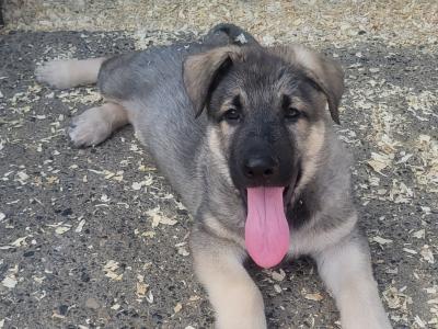 Eastern European Shepherd puppies for sale in Meath