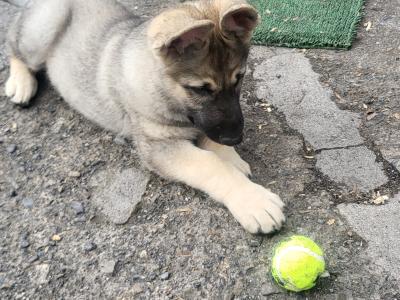 Eastern European Shepherd puppies for sale in Meath