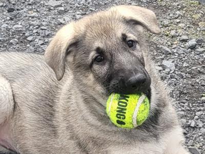 Eastern European Shepherd puppies for sale in Meath