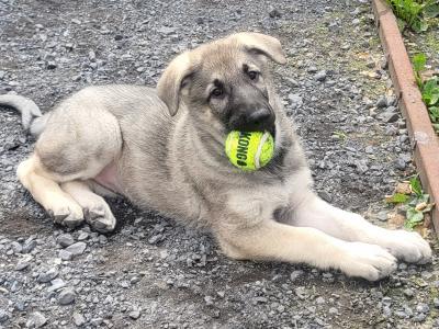 Eastern European Shepherd puppies for sale in Meath