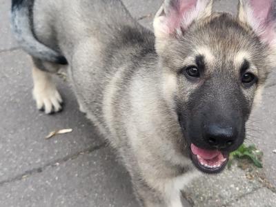 Eastern European Shepherd puppies for sale in Meath