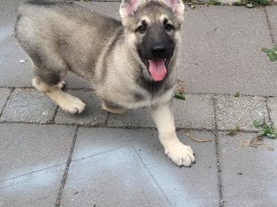 Eastern European Shepherd puppies for sale in Meath