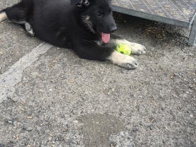 Eastern European Shepherd puppies for sale in Meath