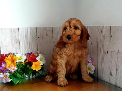 Vet checked, Child Friendly Cockapoo puppies in Limerick