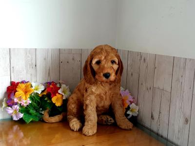 Vet checked, Child Friendly Cockapoo puppies in Limerick