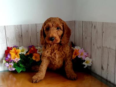 Vet checked, Child Friendly Cockapoo puppies in Limerick