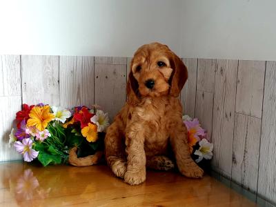 Vet checked, Child Friendly Cockapoo puppies in Limerick