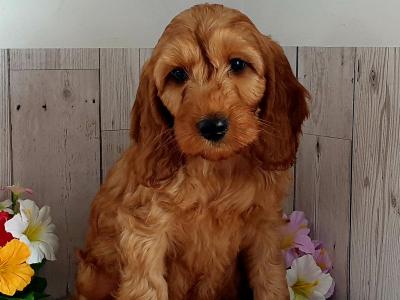 Vet checked, Child Friendly Cockapoo puppies in Limerick