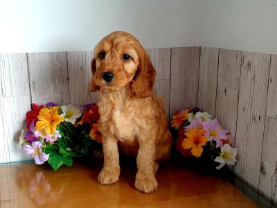 Vet checked, Child Friendly Cockapoo puppies in Limerick