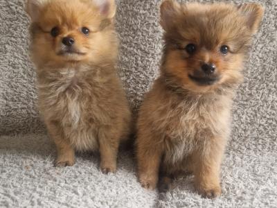 Purebred Pomeranian puppies in Dublin