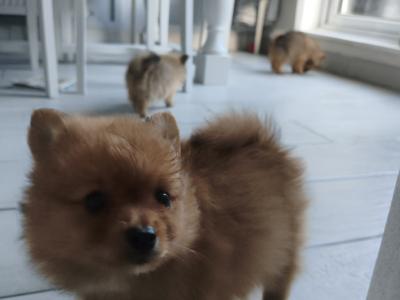 Purebred Pomeranian puppies in Dublin