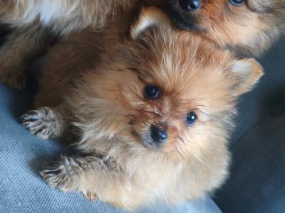 Purebred Pomeranian puppies in Dublin