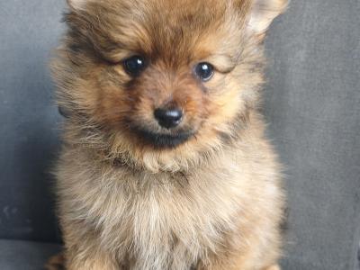 Purebred Pomeranian puppies in Dublin