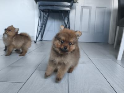Purebred Pomeranian puppies in Dublin