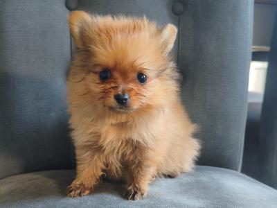 Purebred Pomeranian puppies in Dublin