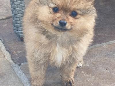 Purebred Pomeranian puppies in Dublin