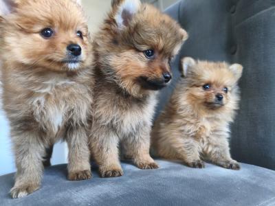Purebred Pomeranian puppies in Dublin
