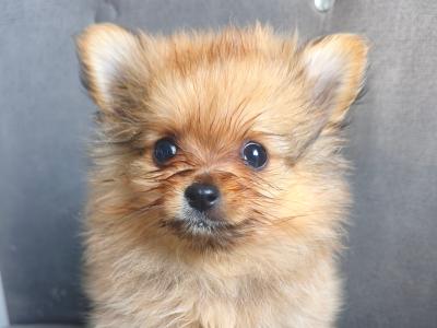 Purebred Pomeranian puppies in Dublin