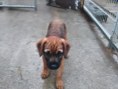 Border Terrier Cross puppies in Waterford
