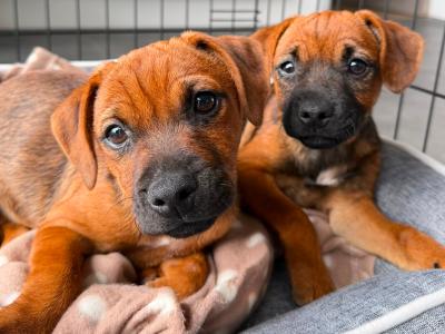 Border Terrier Cross puppies in Waterford