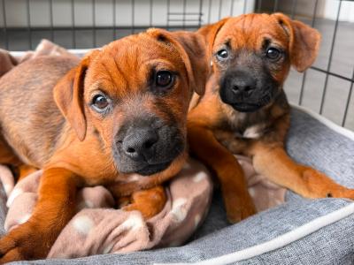Border Terrier X puppies in Waterford