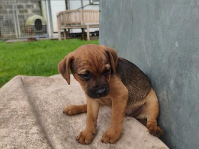 Border Terrier Cross puppies in Waterford