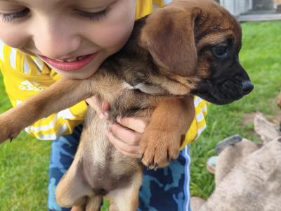 Border Terrier Cross puppies in Waterford