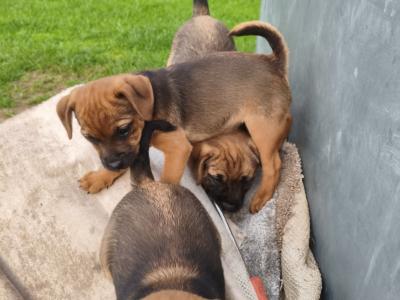 Border Terrier Cross puppies in Waterford