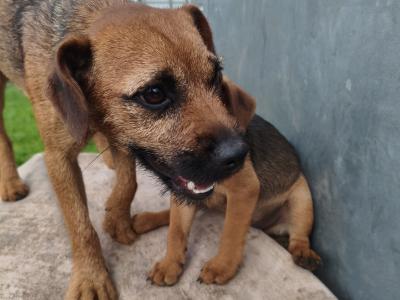 Border Terrier Cross puppies in Waterford