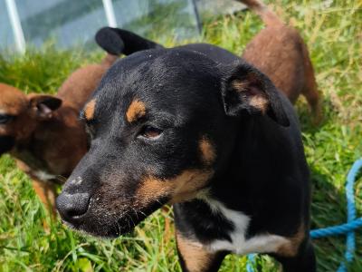 Parson Russell Terrier x Border Terrier puppies in Waterford