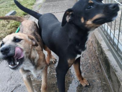 Parson Russell Terrier x Border Terrier puppies in Waterford