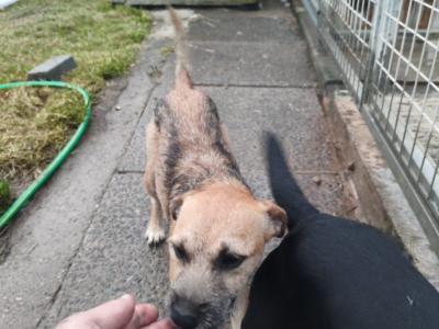 Parson Russell Terrier x Border Terrier puppies in Waterford