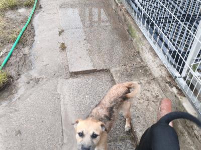 Parson Russell Terrier x Border Terrier puppies in Waterford