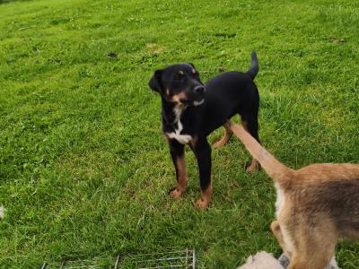 Parson Russell Terrier x Border Terrier puppies in Waterford