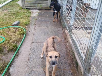 Parson Russell Terrier x Border Terrier puppies in Waterford