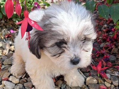 Beautiful Shichon (Bichon Frise x Shih Tzu) puppies in Limerick