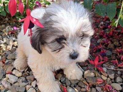 Beautiful Shichon (Bichon Frise x Shih Tzu) puppies in Limerick