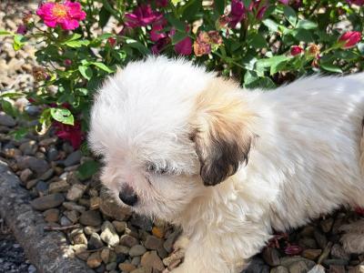 Beautiful Shichon (Bichon Frise x Shih Tzu) puppies in Limerick