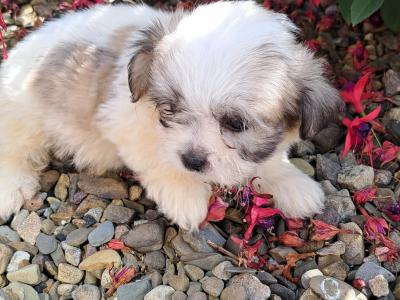 Beautiful Shichon (Bichon Frise x Shih Tzu) puppies in Limerick