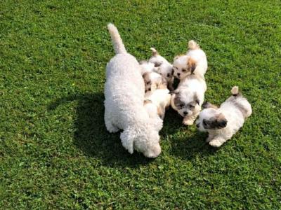 Beautiful Shichon (Bichon Frise x Shih Tzu) puppies in Limerick