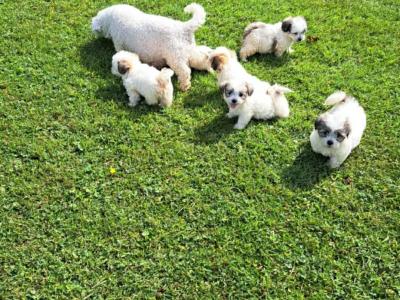 Beautiful Shichon (Bichon Frise x Shih Tzu) puppies in Limerick