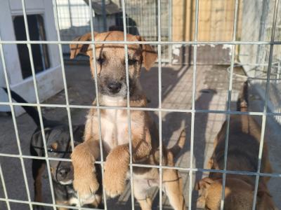 Parson Russell Terrier x Border Terrier puppies in Waterford
