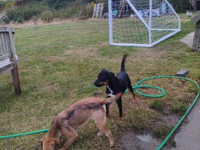 Parson Russell Terrier x Border Terrier puppies in Waterford