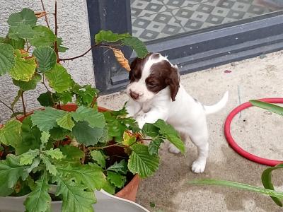 Purebred Springer Spaniel puppies in Tipperary €550