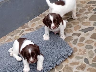 Purebred Springer Spaniel puppies in Tipperary €550