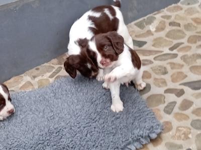 Purebred Springer Spaniel puppies in Tipperary €550