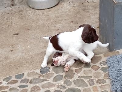 Purebred Springer Spaniel puppies in Tipperary €550