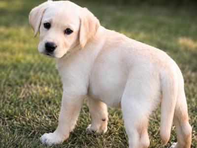 Cream Labrador pups for sale